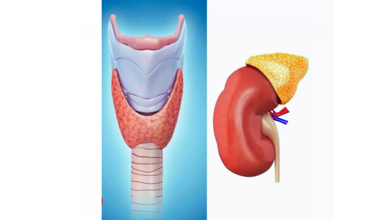 Unlocking Vitality: Adrenal Fatigue vs. Thyroid Problems – A Nutrition Guide