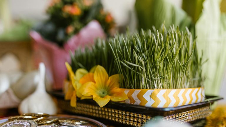 The Healing Properties of Wheatgrass: Everything You Need to Know