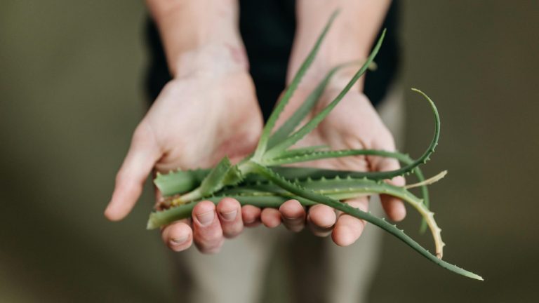 The Miraculous Aloe Vera: Uses, Benefits & Risks